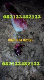 Obat Penggugur Kandungan ® WA.082133482133 Obat Aborsi KALBAR